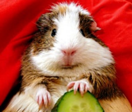 Guinea pig - fingers, cucumber, holding, hands