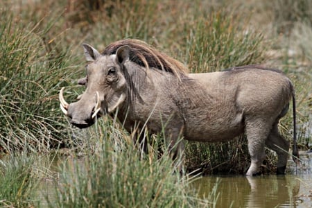 warthog - related, pigs, brave, mane