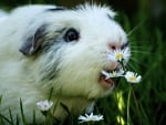 flowereating guinea pig