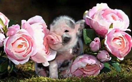 piglet and roses - flowers, animal, pink, camouflaged