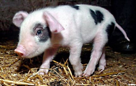 piglet - shaped, heart, spot, dark