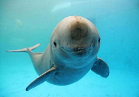 approaching dolphin - breaths, above, swims, underwater