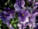 Purple Pansies 1