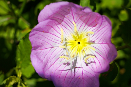 Colorful Beauty - flowers, colorful, nature, beauty, natural