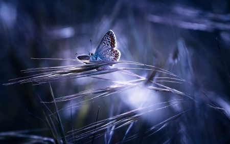 Butterfly - butterfly, pretty, grass, beautiful