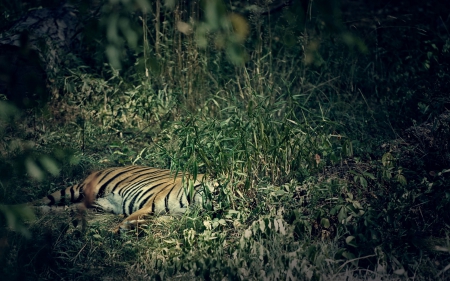 Tiger - animal, rest, tiger, lay