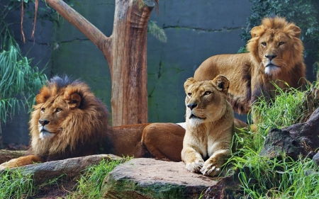 Lion - animal, lion, forest, jungle