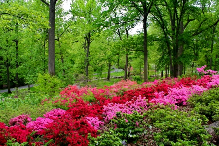 Spring in park - blossoms, forest, pretty, greenery, walk, beautiful, grass, garden, flowering, bushes, trees, park, green