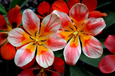 Lovely tulips - pretty, beautiful, lovely, petals, leaves, flowering, flowers, tulips, garden