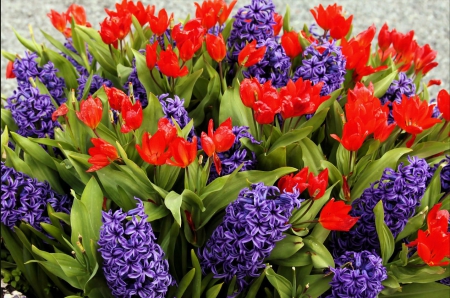 Spring freshness - pretty, beautiful, fragrance, freshness, flowers, colorful, scent, garden, hyacinth, park