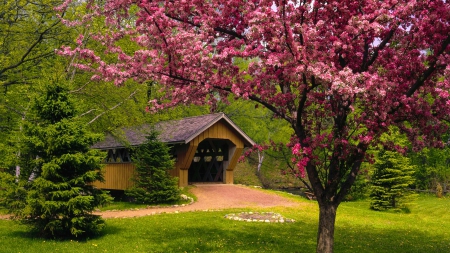 Spring season - pretty, covered, blossoms, beautiful, fragrance, spring, grass, forest, blooming, tree, flowering, nature, season, scent, bridge