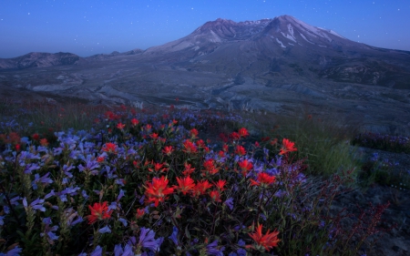 Mount Helena - helena, mount, flowers, nture, tree, snow