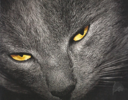 Cat - black, close-up, cute, paws, cat