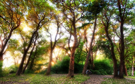 Tree - forest, leaf, tree, nature, jungle