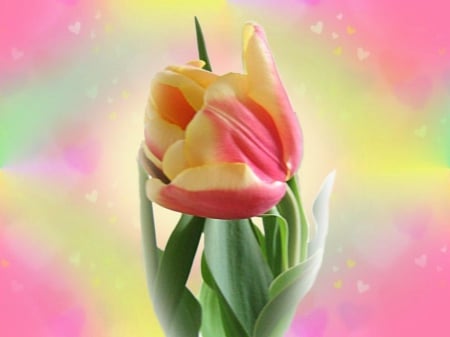 Tulip - nature, tulips, pretty, colourful