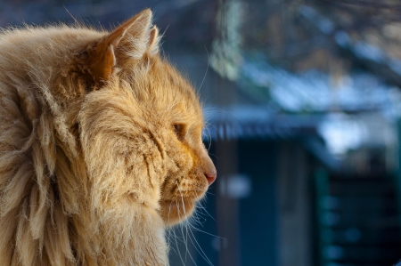 Cat - paws, face, pretty, cute, animals, beautiful, cat, sleeping, kitty, cats, kitten, hat, lovely, cat face