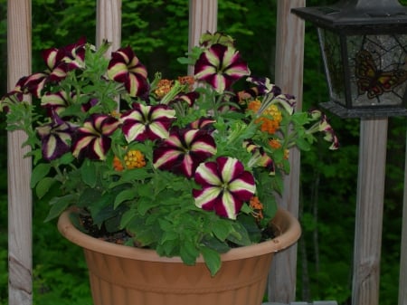 Petunias - summer, june, petunias, potted plants