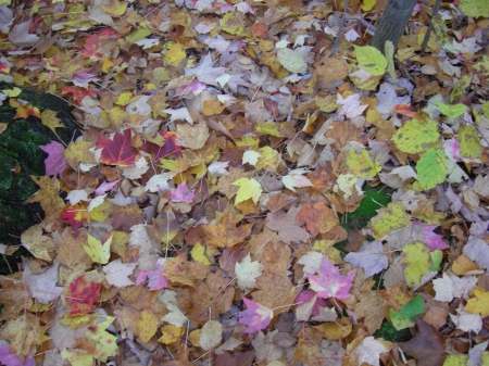 October - fall, Indian Sumer, dreamy, leaves