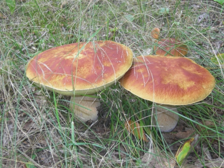 'shrooms - september, mushrooms, fall, up north