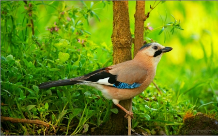 Bird - animal, bird, green, grass