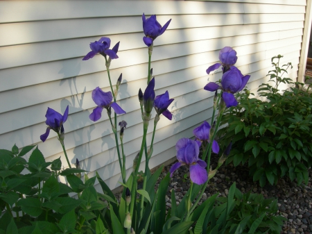 Irises - spring, purple, iris, garden