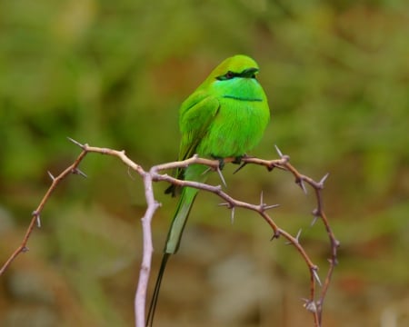 Bird - animal, bird, branch, green