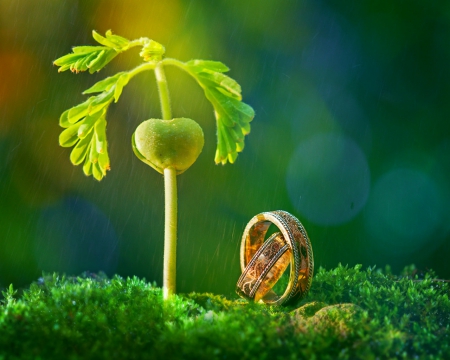 Wedding ring - ring, plants, grass, nature