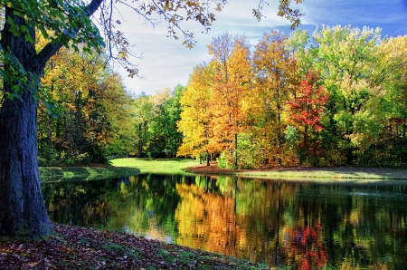 Beautiful Autumn In The Park - trees, pond, beautiful, grass, autumn leaves, reflection