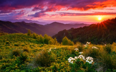 Sunset sky - nature, sky, sunset, flowers, meadow