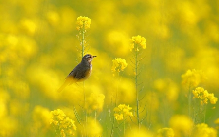 Bird in yellow flowers - yellow, animal, nature, bird