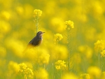 Bird in yellow flowers