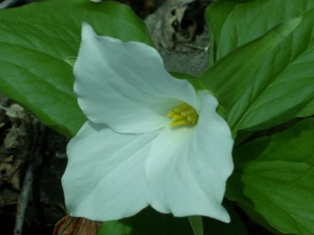 Wild Trillium - April, Wisconsin, wild flower, cabin