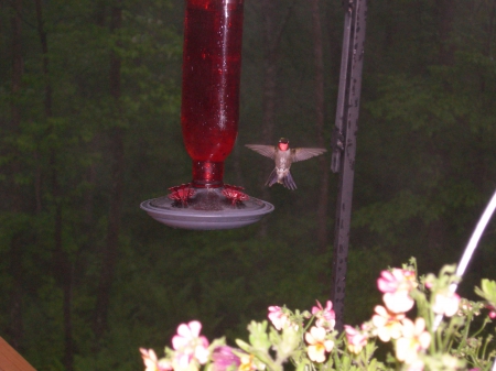 Hello.... - deck, Wisconsin, summer, hummingbird