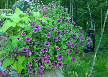 Hanging Garden II - deck, vine, petunias, summer