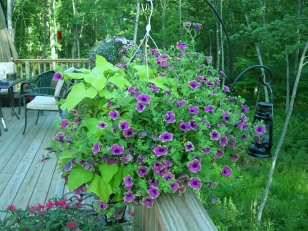 Flower basket - basket, color, hanging, flower