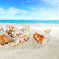 â™¥Shells on a Beachâ™¥