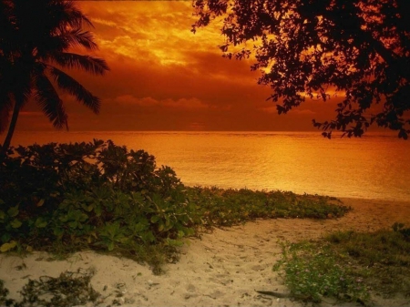 Seaside Sunset - sky, sun, clouds, palms, tropical, sea, path