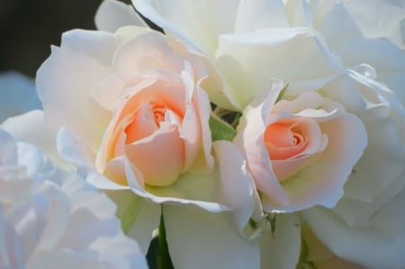 Sweet pair - white, pair, roses, pink, flowers