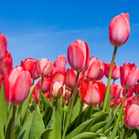 Pretty Tulips