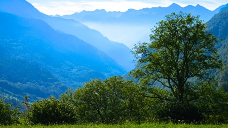 Blue Valley - multicolor, scenery, scene, trunks, plants, place, nice, beauty, colors, valley, white, mounts, picture, green, blue, amazing, landscape, foggy, grass, photo, leaves, view, colored, sky, clouds, branches, trees, fog, image, beautiful, photography, scenic, morning, cool, peaks, colorful, awesome, panorama, cold, leaf, mountains