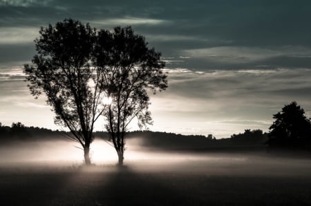 Gray winter morning - wallpaper, shadows, brightness, panorama, bright, picture, photography, winterscape, fog, gray, winter, cool, landscape, awesome, photo, silhouettes, clouds, snow, snowy, black, beautiful, frozen, high definition, leaves, widescreen, amazing, lightness, white, morning, view, light, image, leaf, mist, cold, beauty, branches, hd, sky, foggy, nice, trees