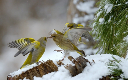 Birds in snow - animals, nature, birds, snow