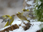 Birds in snow