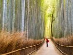 Bamboo trees