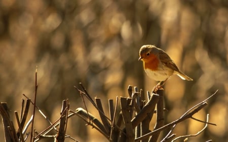 Bird - animal, nature, bird, branch