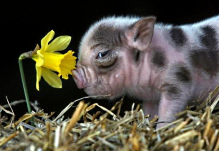 a piglet and a daffodil - spotted, yellow, skin, narcissus