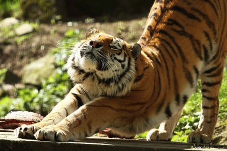 tiger stretches - paws, awakes, plants, backgrounds