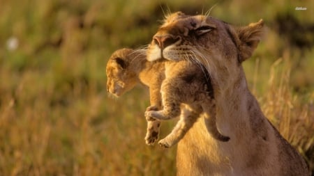 Mather and son - sleeping, cat face, hat, cat, kitty, animals, lovely, kitten, paws, face, pretty, cats, beautiful, cute