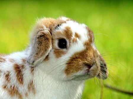 bunny head - white, ears, lop, orange, spotted