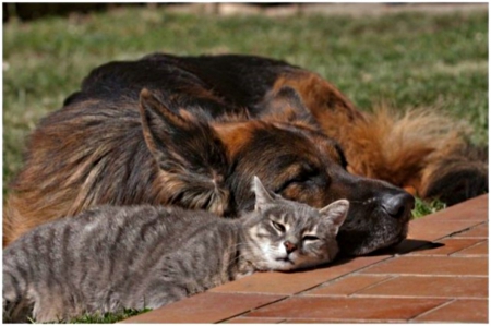 sunbathing pets